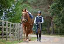 How can I train my horse for reining?