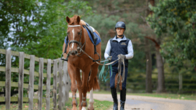 How can I train my horse for reining?