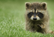 Cute:8dnnkqwwd-E= Raccoon