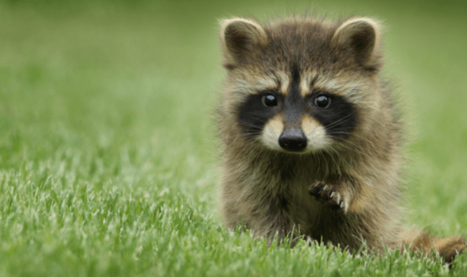 Cute:8dnnkqwwd-E= Raccoon